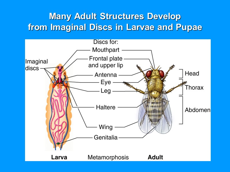 Many Adult Structures Develop from Imaginal Discs in Larvae and Pupae Many Adult Structures Develop from Imaginal Discs in Larvae and Pupae